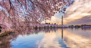 FEB 26 – MAR 1 | American Glaucoma Society Annual Meeting Cherry blossoms in Washington, D.C.