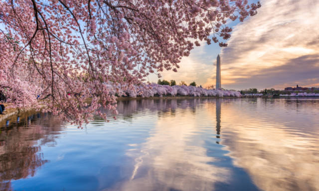 Cherry blossoms in Washington, D.C.